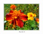 "Fiori D'arancio"