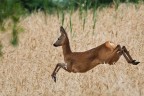 Levitando sul grano Levitando sul grano