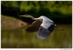 Volando Volando