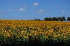girasoli girasoli