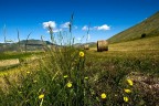 fieno di montagna fieno di montagna