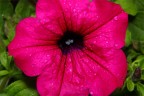 Fucsia Fucsia