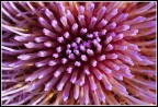 tentacoli di fiore... tentacoli di fiore...