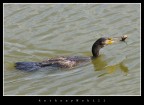 cormorano cormorano