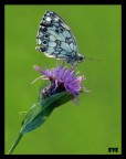 Melanargia galathea Melanargia galathea