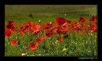 semplici papaver rhoeas