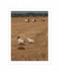 Galline al sole. Galline al sole.