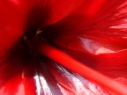 Profondo rosso Profondo rosso