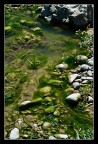 verde stagno