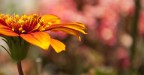 Flower... Flower...