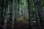 Bosco Bosco