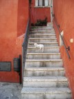 Gattino Gattino