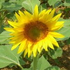 girasole