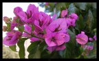 Purple Purple