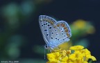 Farfallina Farfallina