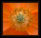 ORANGE ORANGE