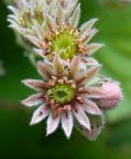 fiore di pianta grassa fiore di pianta grassa