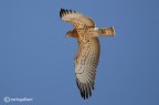 Biancone in volo Biancone in volo