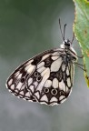 Melanargia galathea