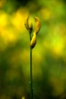 Yellow & Green Yellow & Green