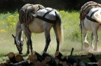 cavalli da lavoro sul M.Amiata cavalli da lavoro sul M.Amiata