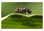 Mosca Mosca