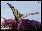 Papilio Machaonis Papilio Machaonis