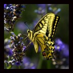 papilio papilio