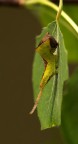Bruco di Cerura vinula Bruco di Cerura vinula