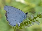 celastrina-argiolus