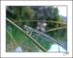 La Libellula del Lago dei Cigni