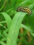 Natura in miniatura Natura in miniatura