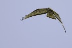 Falco Pecchiaiolo 4