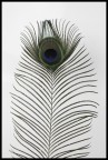 Pavo cristatus Pavo cristatus