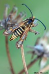 Falena-vespa Falena-vespa