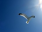 Gabbiano verso il sole Gabbiano verso il sole