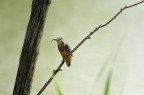 Kingfisher 2 Kingfisher 2