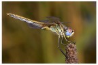 libellula libellula