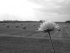 Solitario Solitario