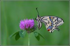 Papilio machaon... Papilio machaon...