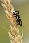 Emmelia trabealis Emmelia trabealis
