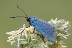Zygaena Jordanita