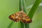 Ematurga atomaria Ematurga atomaria