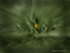Coccinella Coccinella