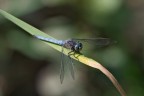 Libellula blu