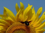 girasole girasole