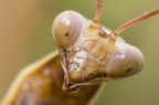 Mantis Portrait Mantis Portrait