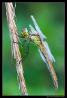Sympetrum pedemontanum (femmina) Sympetrum pedemontanum (femmina)