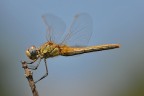 libellula