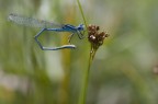 damigella azzurra damigella azzurra